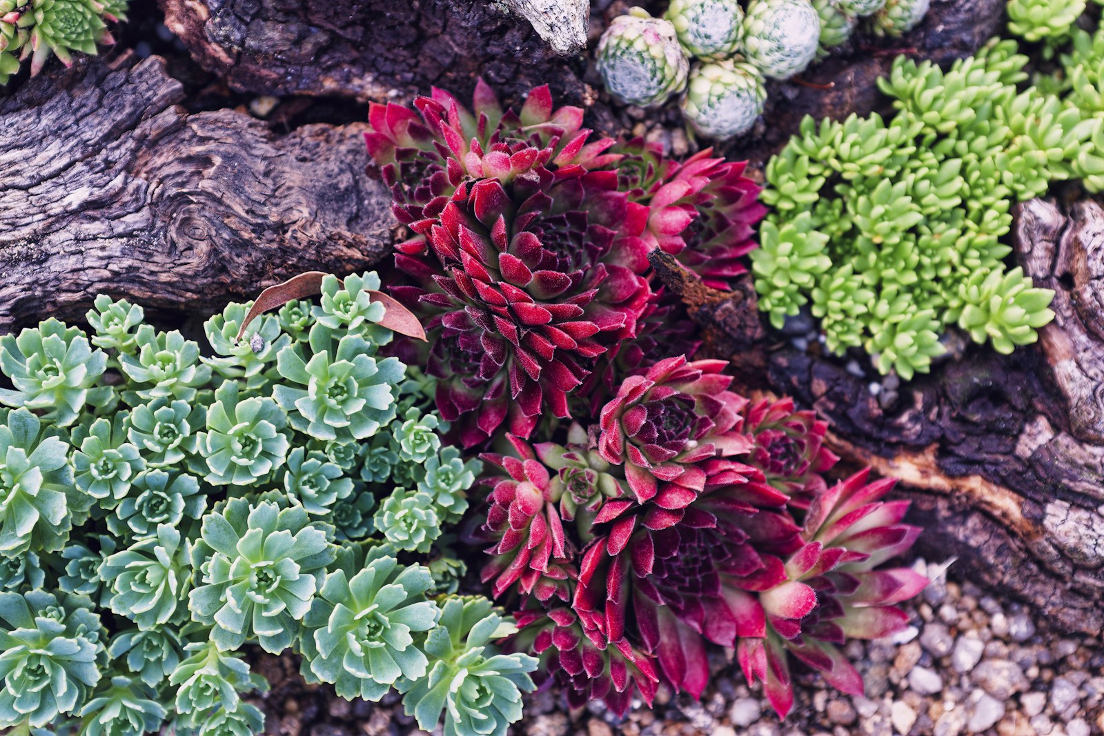 Mixed succulents in a bark-and-gravel desert bed at a Phoenix residence.