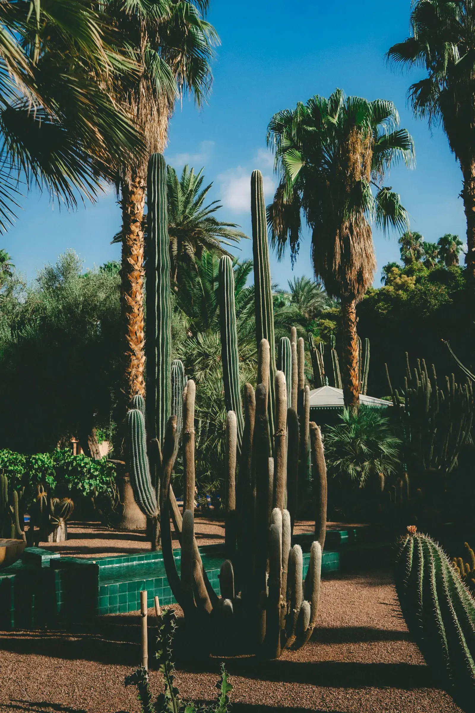 Tall columnar cacti and palms in a xeriscape front yard, classic Phoenix Valley.